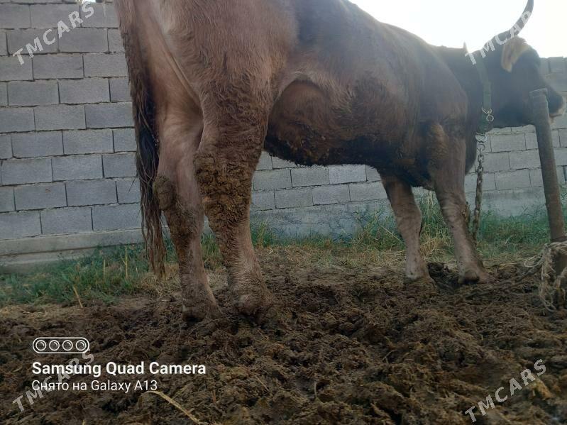 Gysyr sygyr - Бахарден - img 3