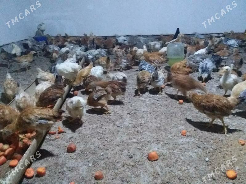 juje - Babadaýhan - img 2