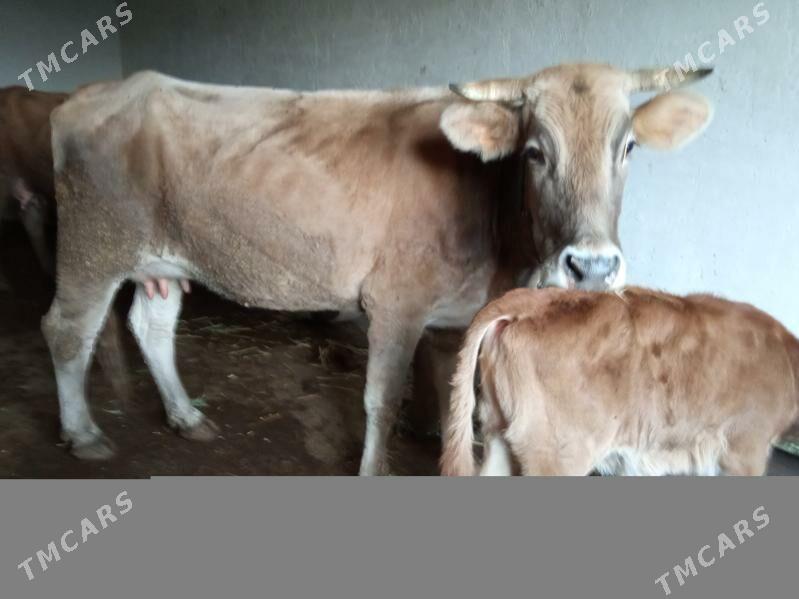 goleli suytlek sygyr - Чоганлы - img 2