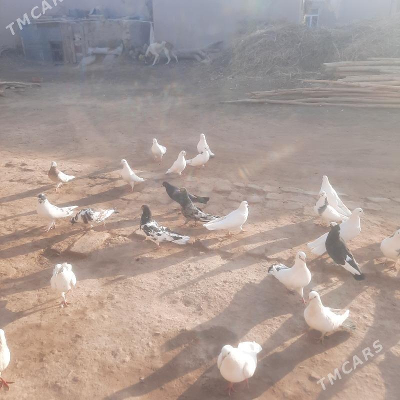 kepderi - Gurbansoltan Eje - img 4