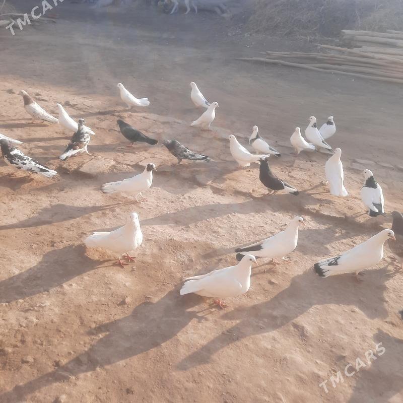 kepderi - Gurbansoltan Eje - img 3