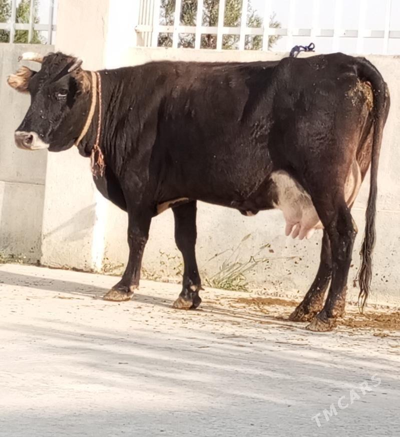 ŞWES GÖLELİ SYGYR - Гёкдепе - img 5