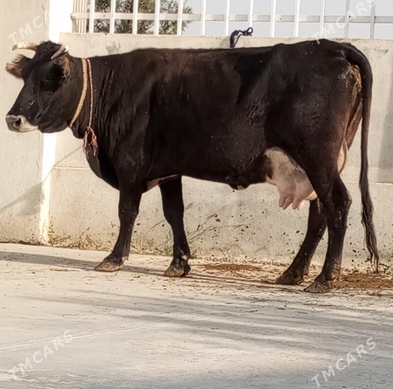 ŞWES GÖLELİ SYGYR - Гёкдепе - img 2