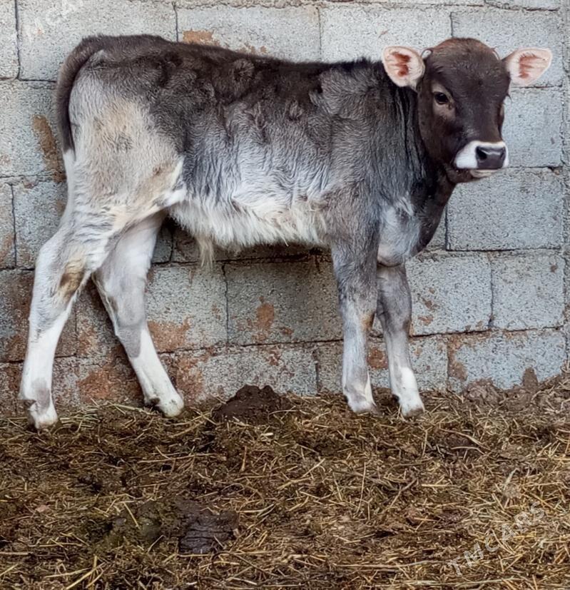 ŞWES GÖLELİ SYGYR - Гёкдепе - img 4