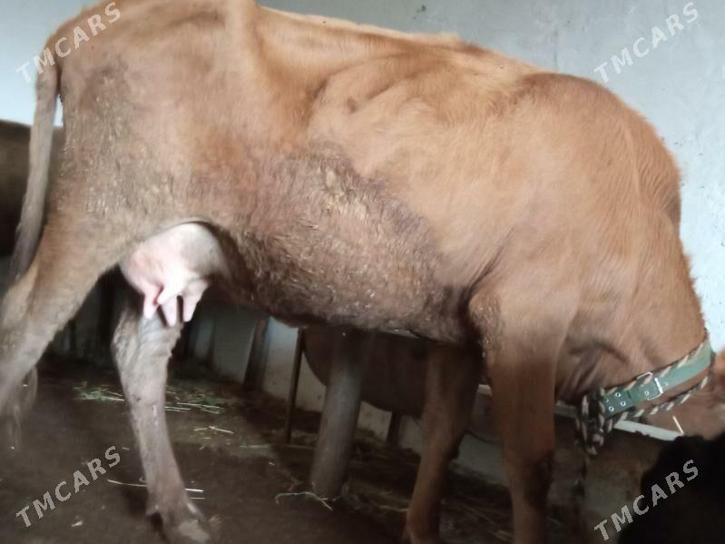 suytli goleli sygyr - Çoganly - img 1