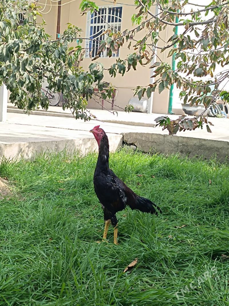 taskent - Анев - img 1