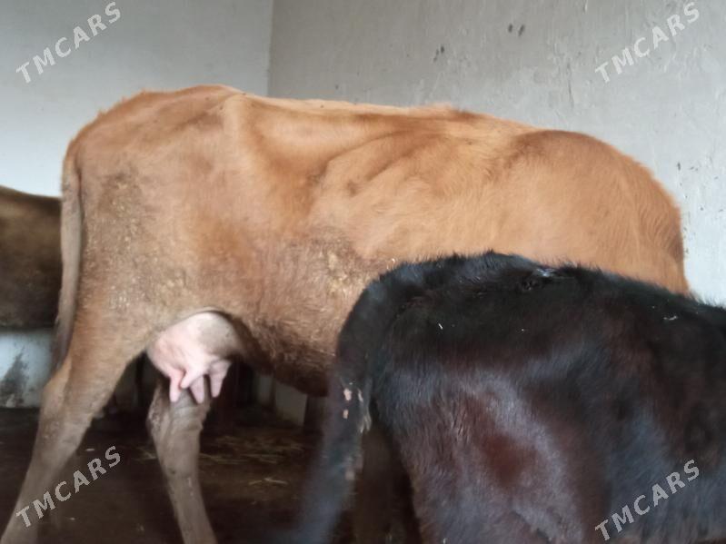 suytli goleli sygyr - Çoganly - img 6