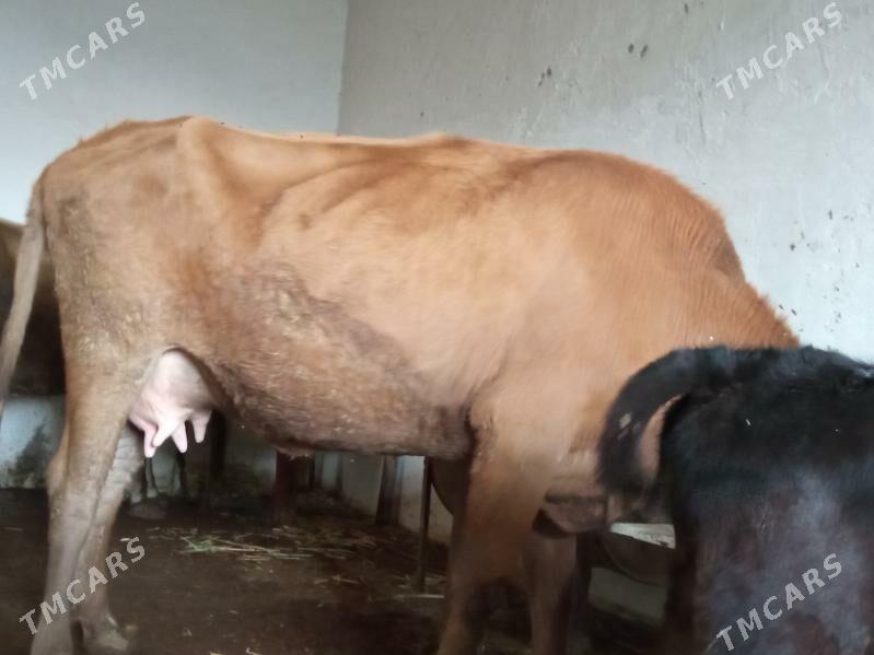 suytli goleli sygyr - Çoganly - img 2