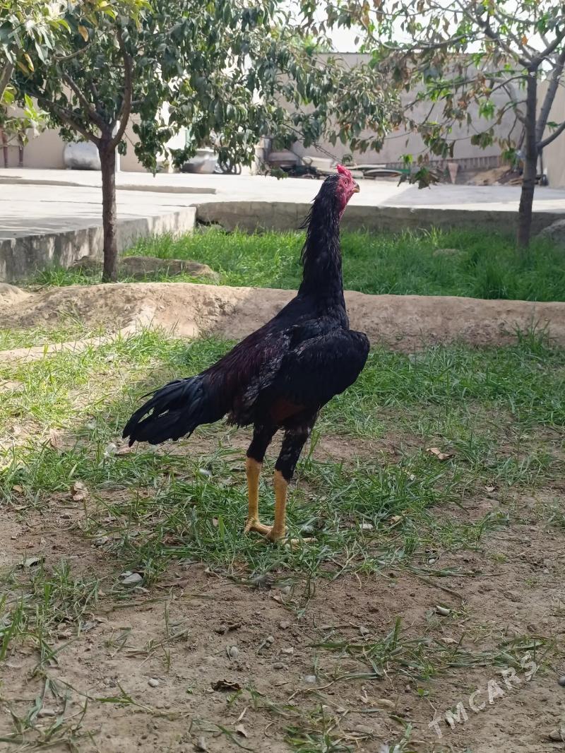 taskent - Анев - img 2