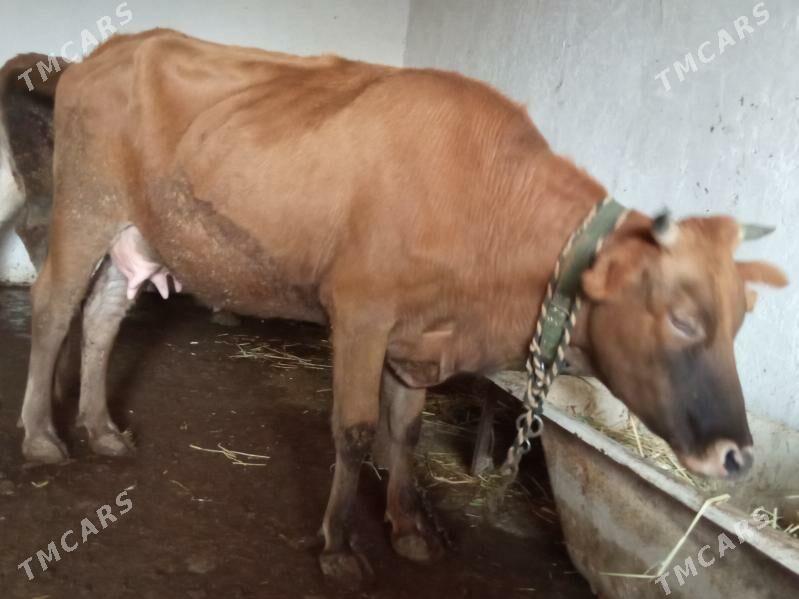 suytli goleli sygyr - Çoganly - img 4