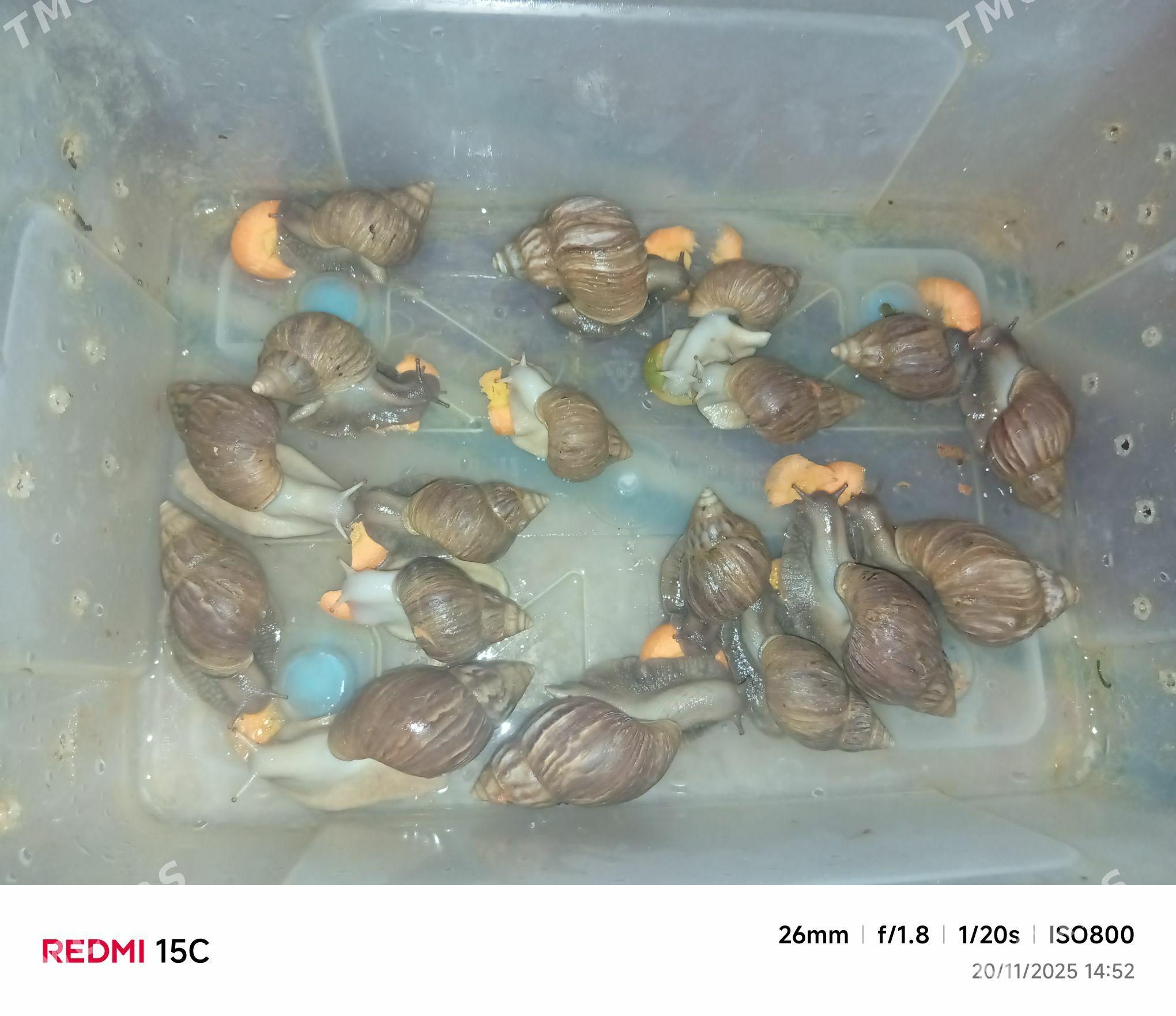 Ulitga - Ашхабад - img 2