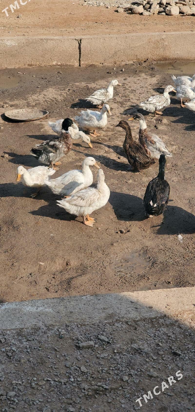 ordek wak wak - Bäherden - img 2