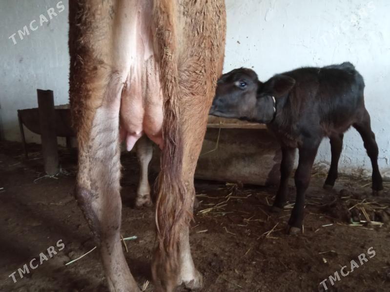 suytli goleli sygyr - Çoganly - img 5