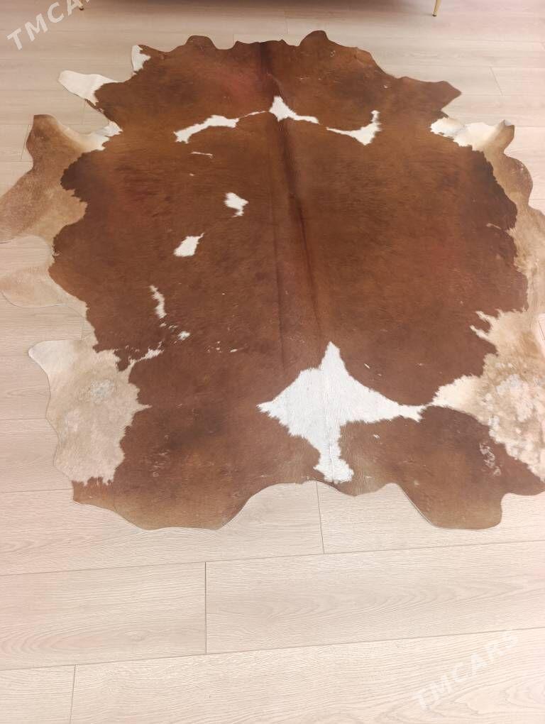 Шкура техасский буйвол - Ашхабад - img 2