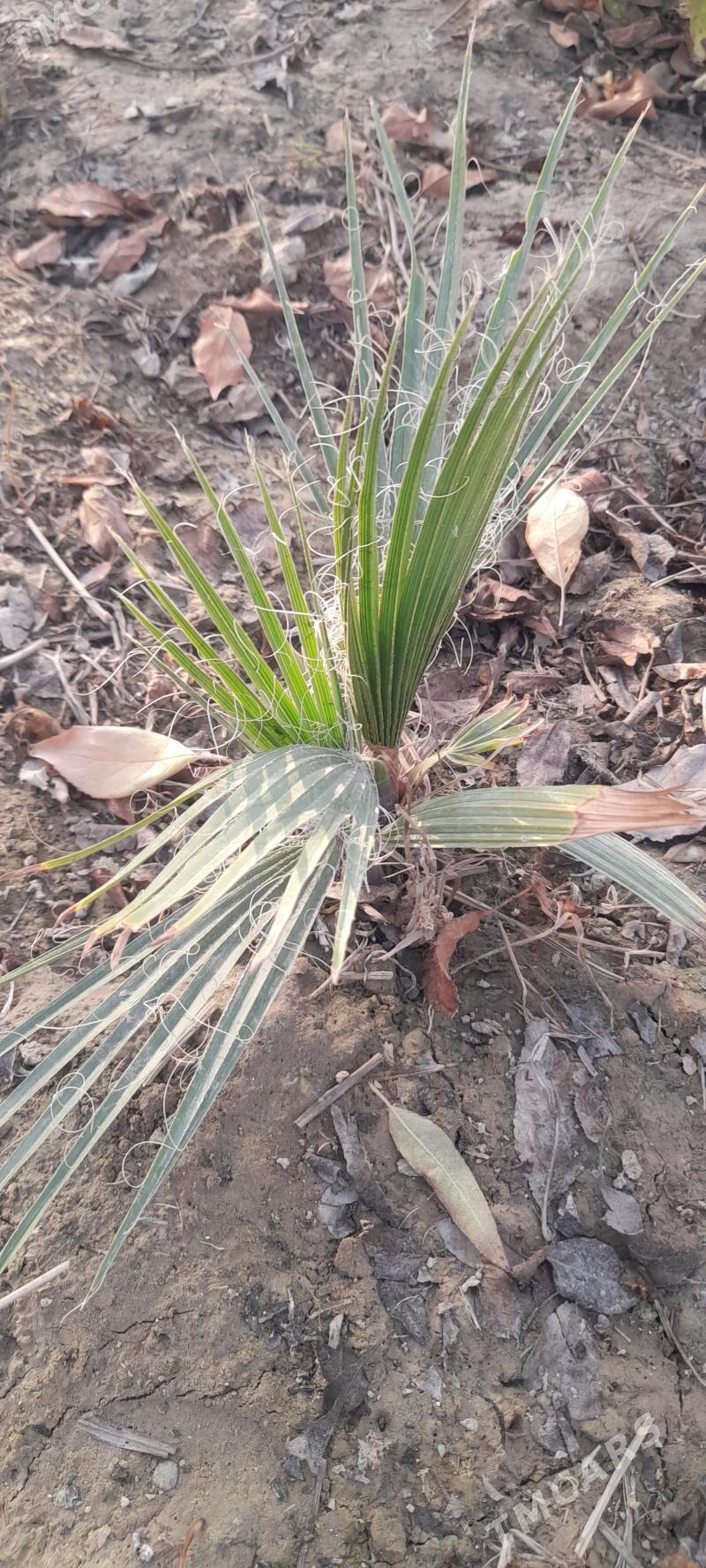 Palma - Гёкдепе - img 3