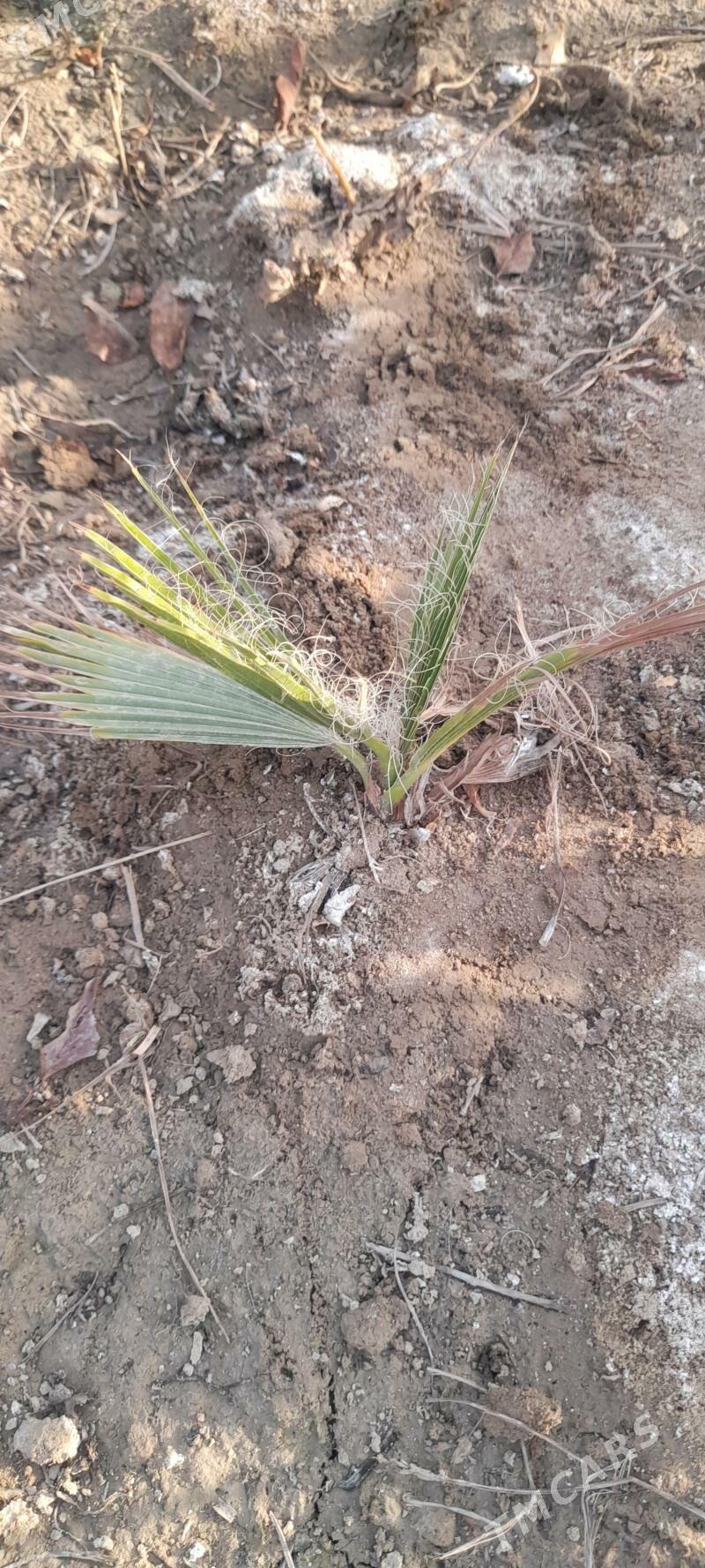 Palma - Гёкдепе - img 2