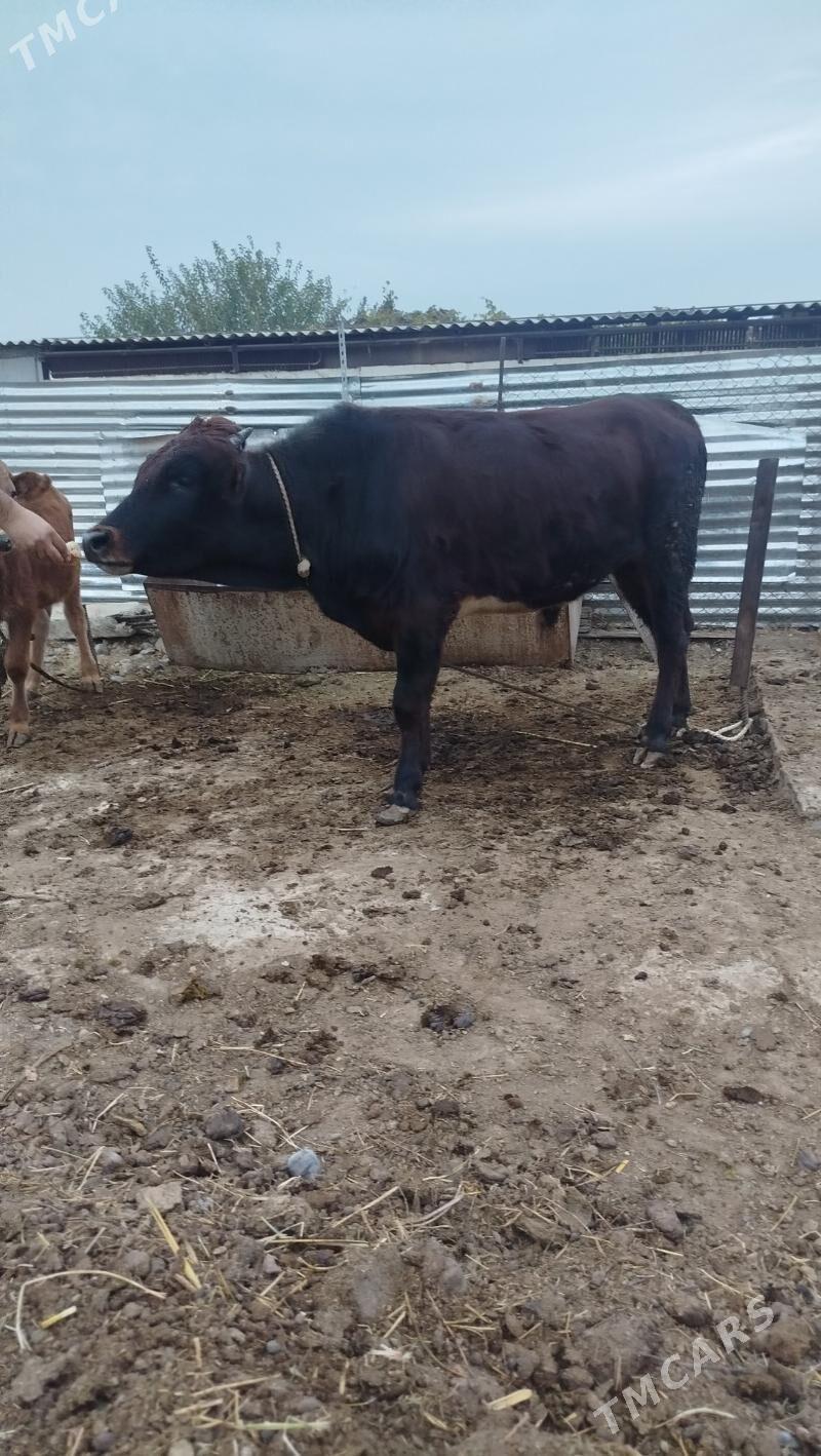 okuz - Гёкдепе - img 2