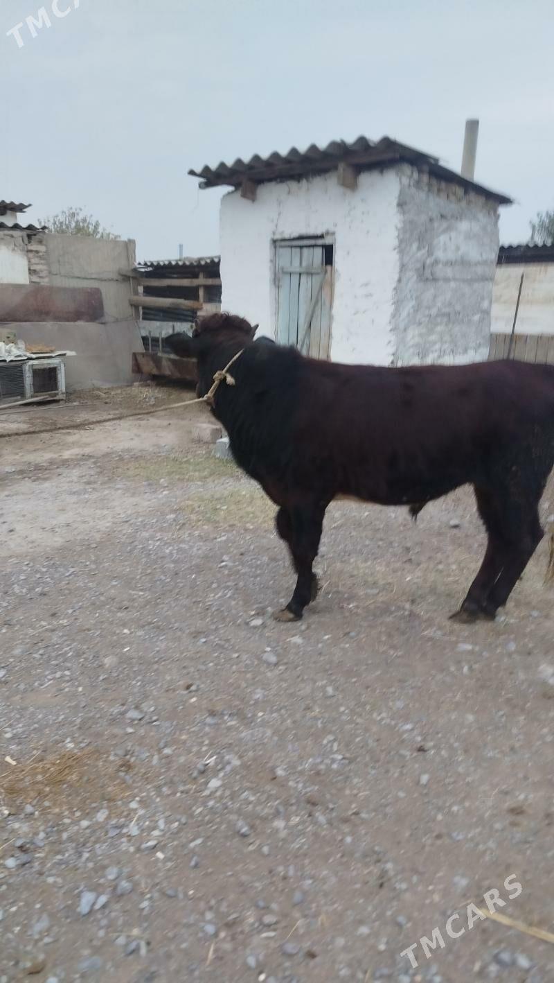 okuz - Гёкдепе - img 3