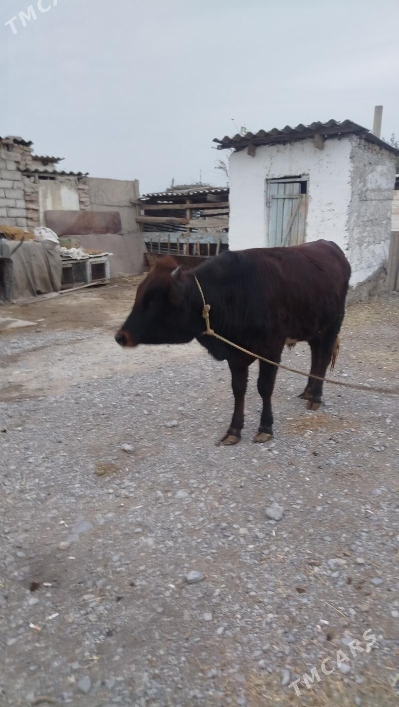 okuz - Гёкдепе - img 5