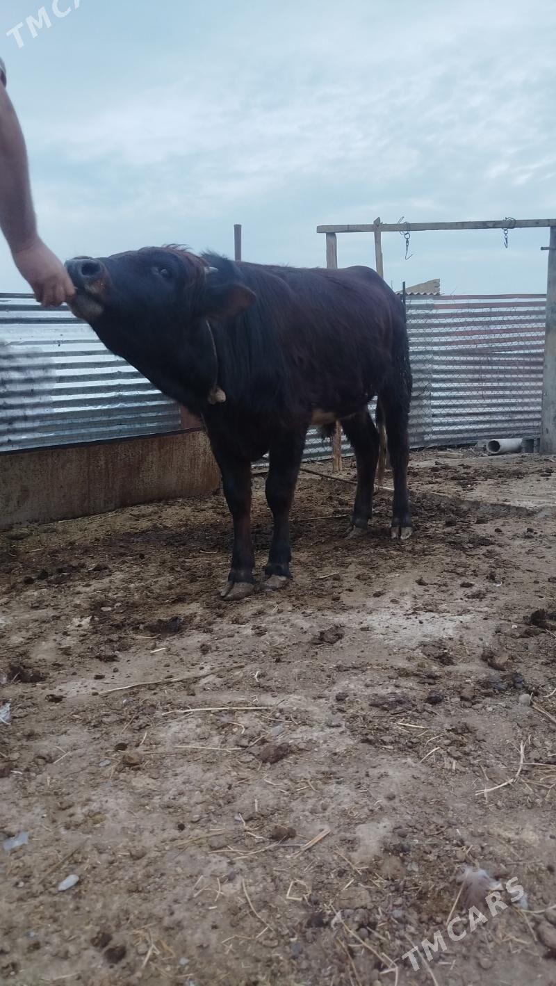 okuz - Гёкдепе - img 1