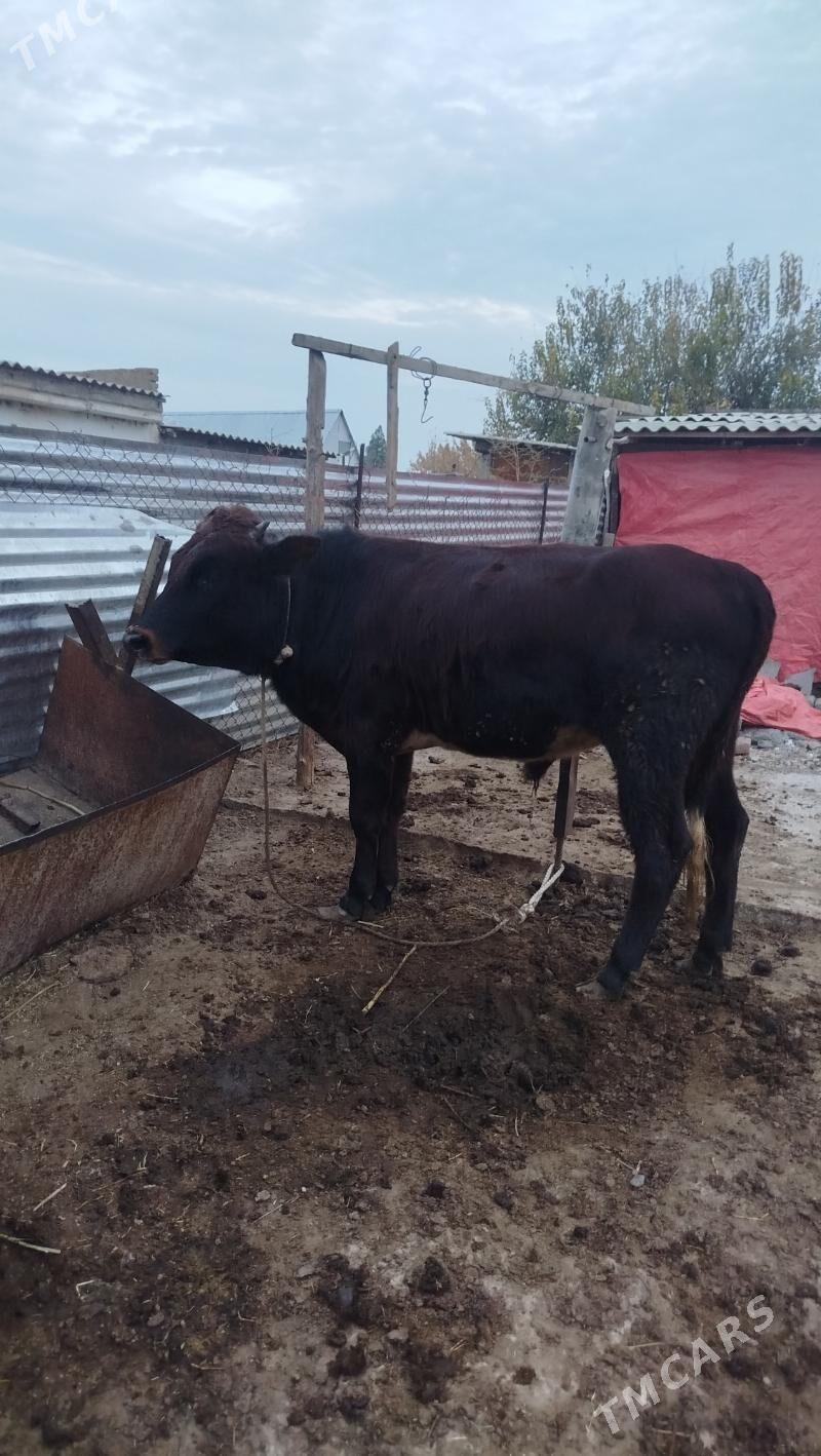 okuz - Гёкдепе - img 4