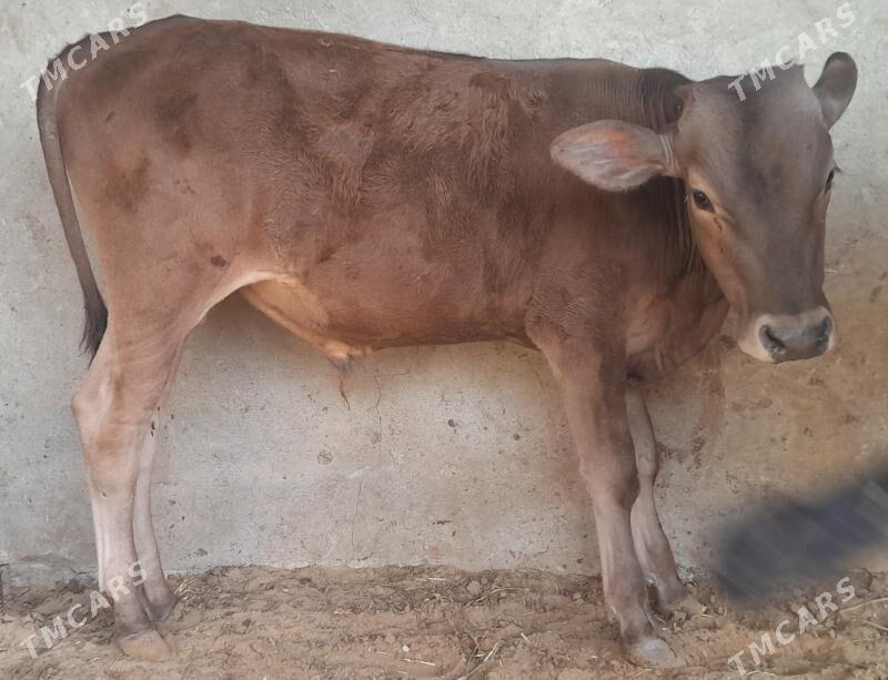 okuz - Багир - img 3