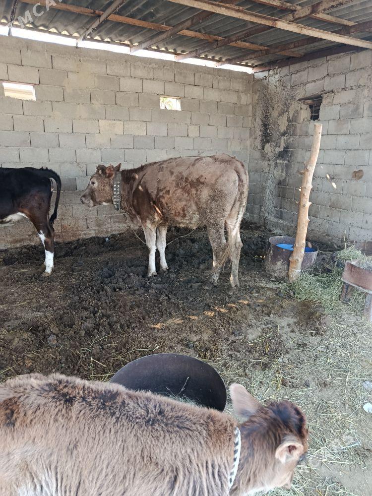 tuwe bakylan - Бахарден - img 2