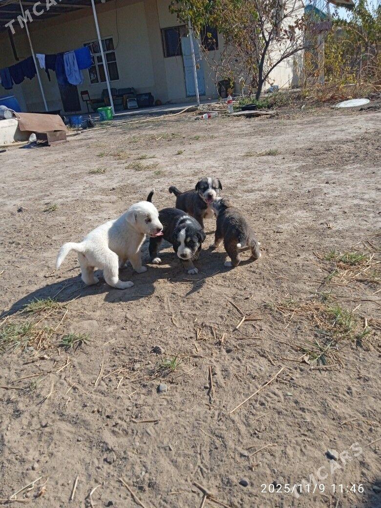 it - Herrikgala - img 2