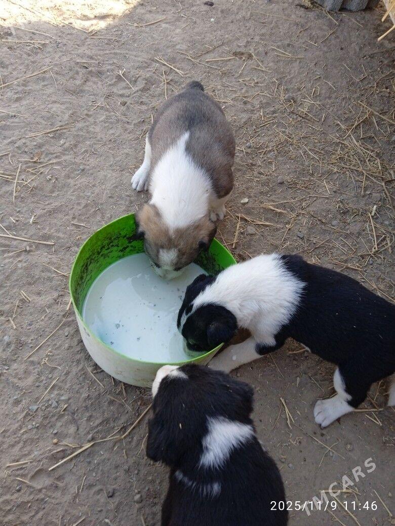 it - Herrikgala - img 3