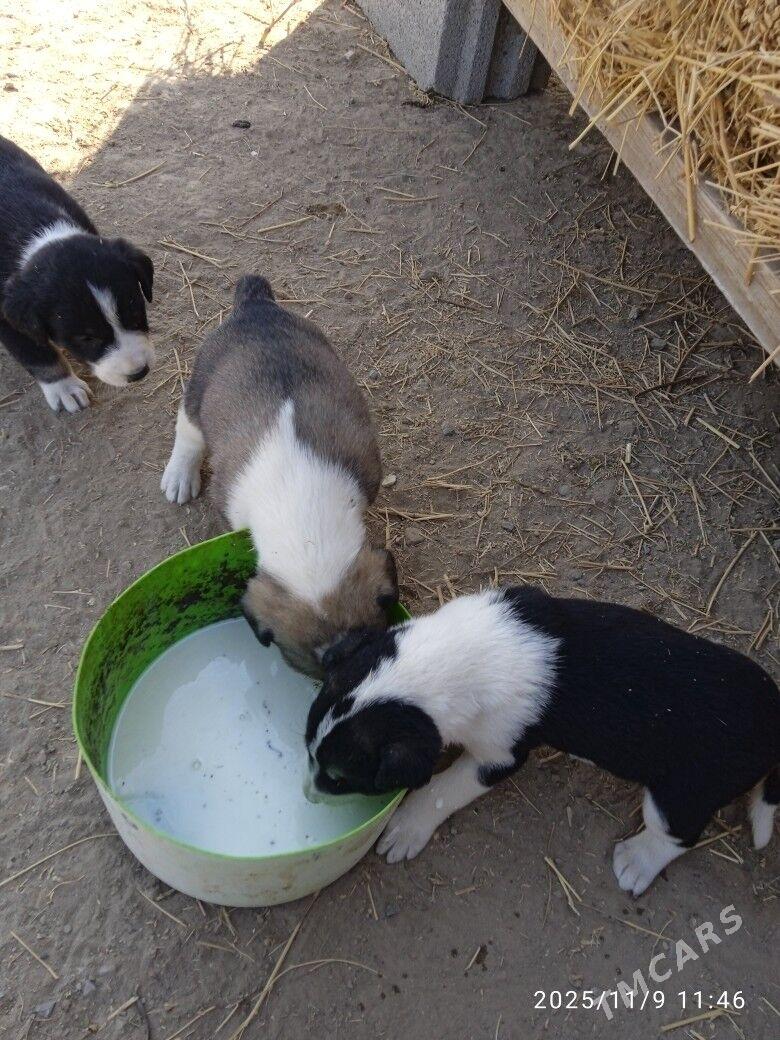 it - Herrikgala - img 4