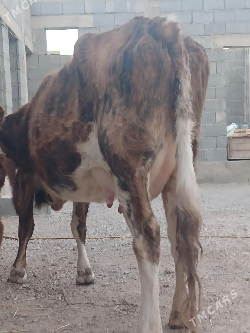 goleli sygyr - Балканабат - img 4