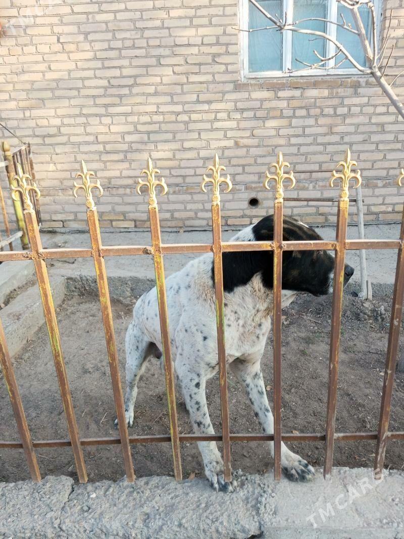 KARA GOZ - Daşoguz - img 2