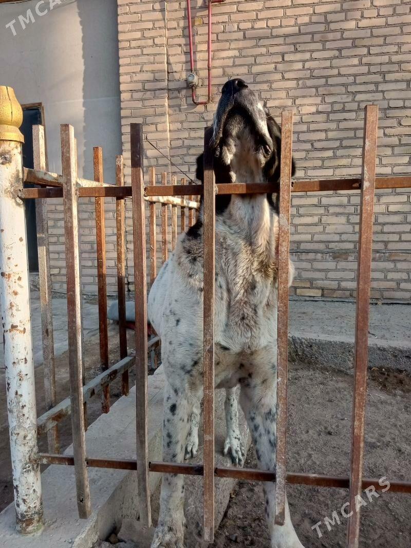 KARA GOZ - Daşoguz - img 3