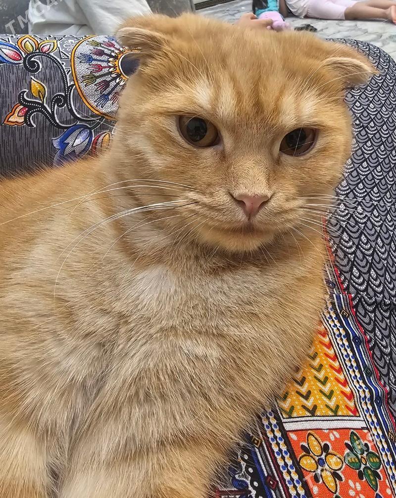 1 yasynda yatyk gulak şotlan - Ашхабад - img 1