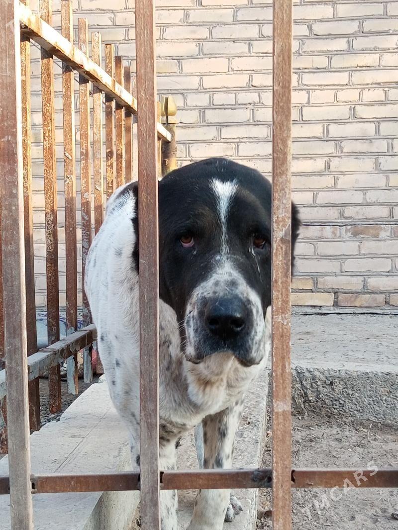 KARA GOZ - Daşoguz - img 4