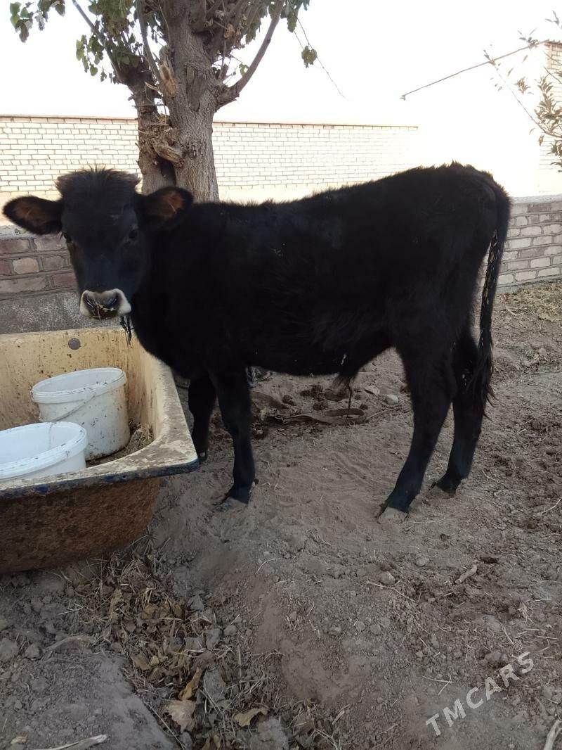 okuzce - Бабадайхан - img 2