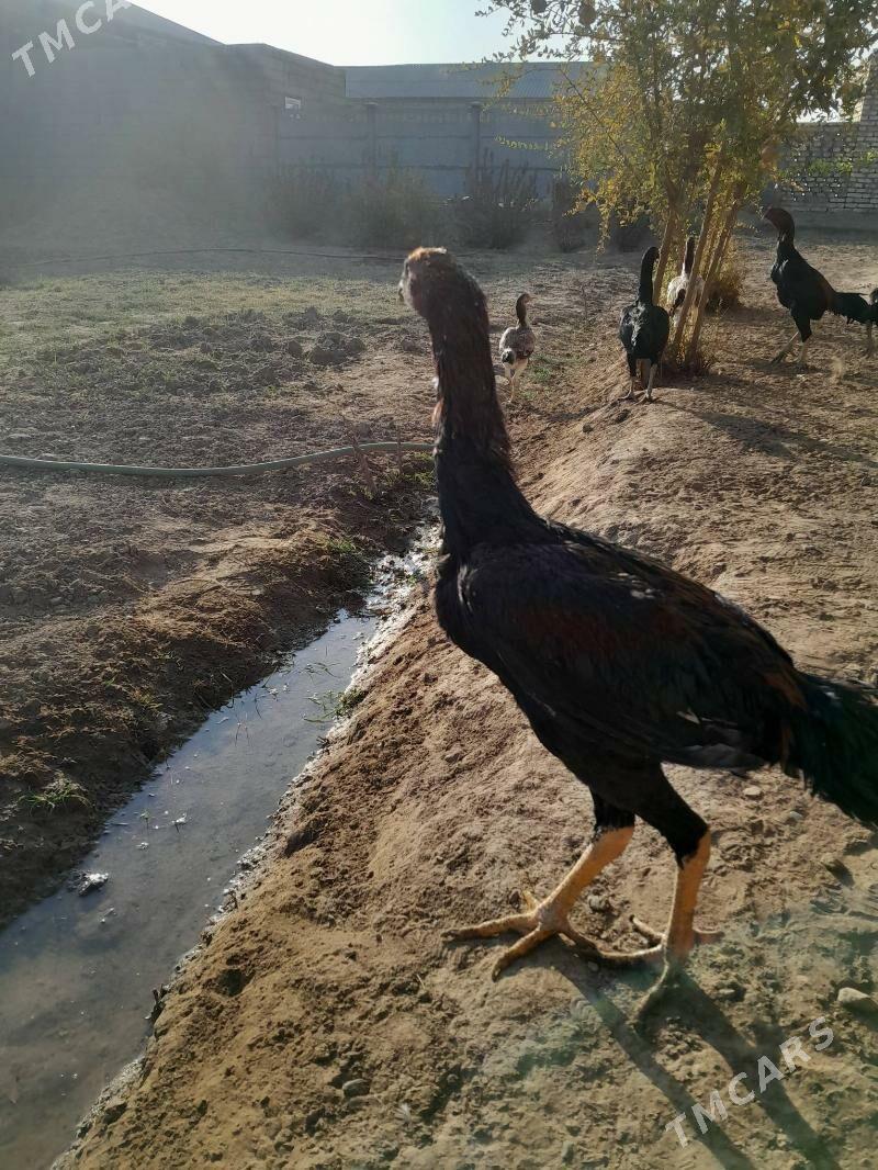 towuk,horaz - Мургап - img 4