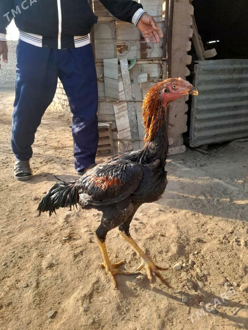 towuk,horaz - Мургап - img 2