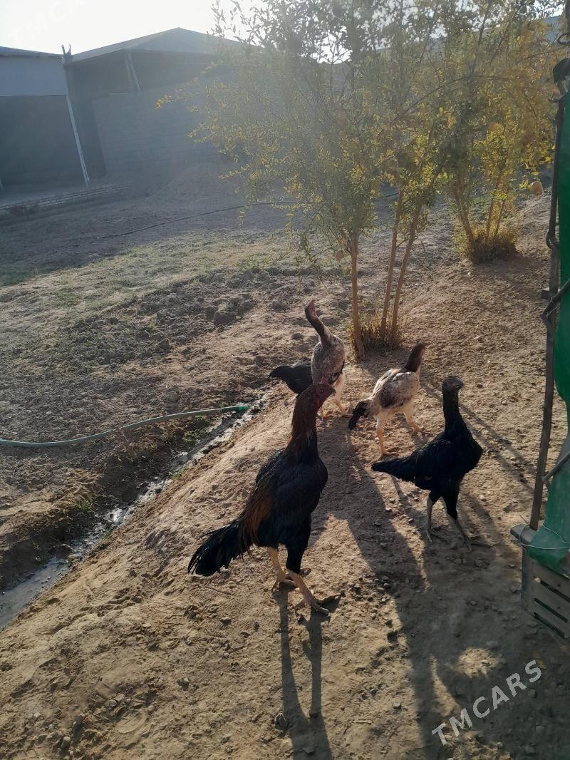 towuk,horaz - Мургап - img 5