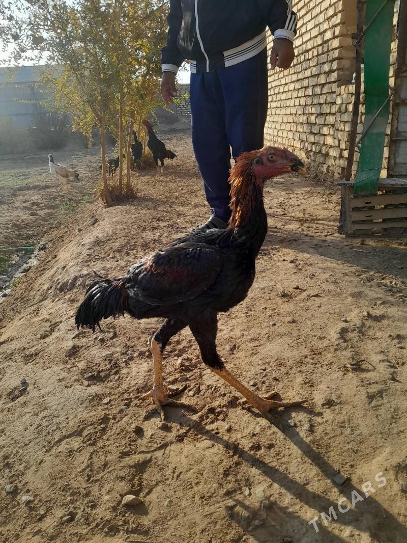 towuk,horaz - Мургап - img 3