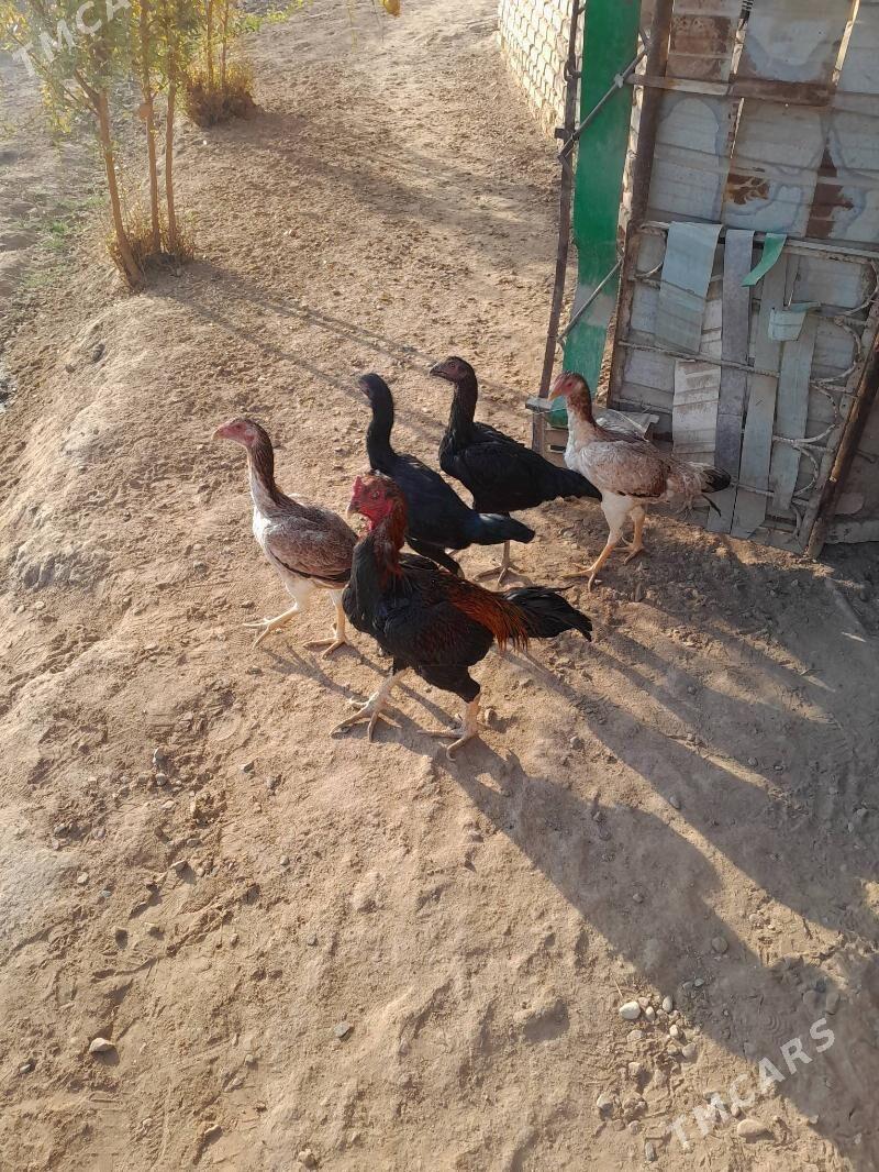 towuk,horaz - Мургап - img 8