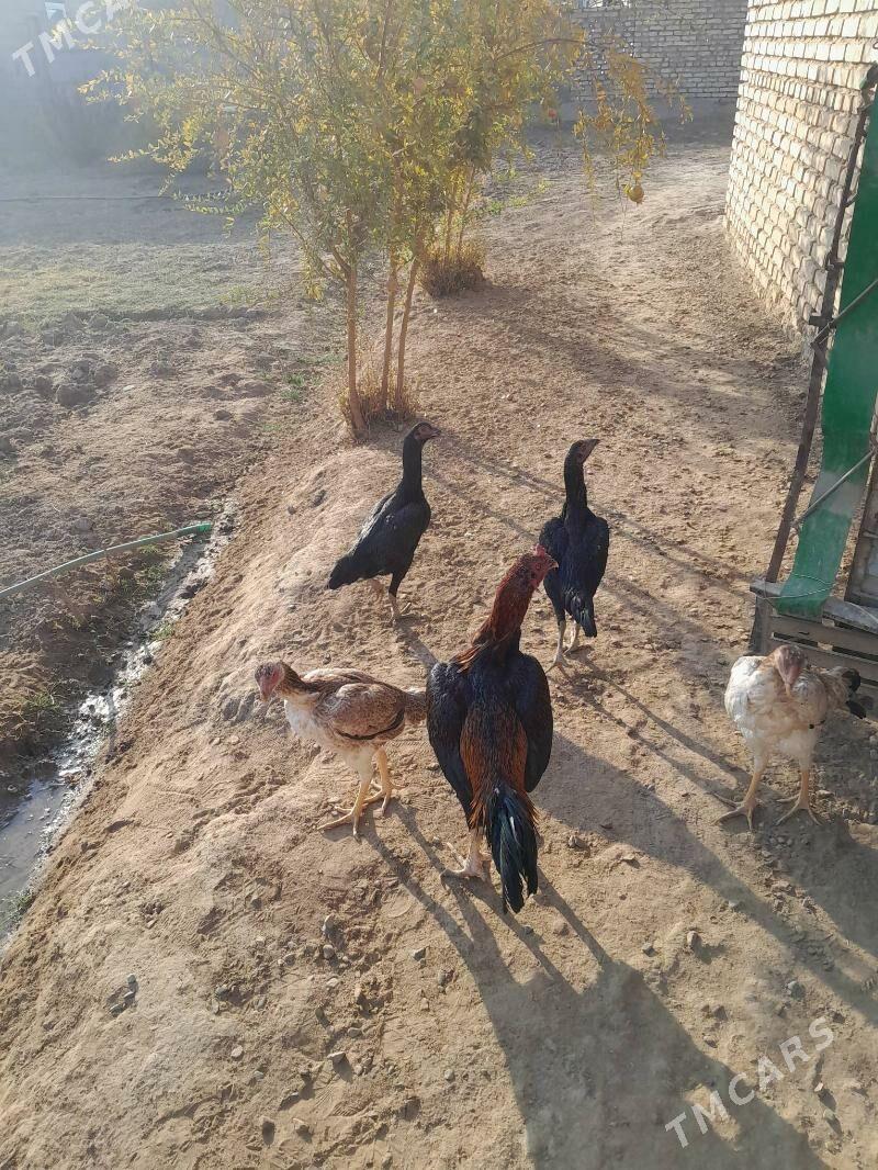 towuk,horaz - Мургап - img 7