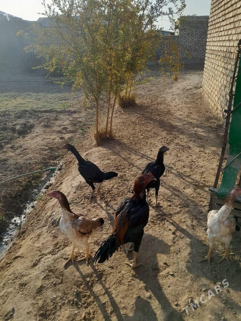 towuk,horaz - Мургап - img 6