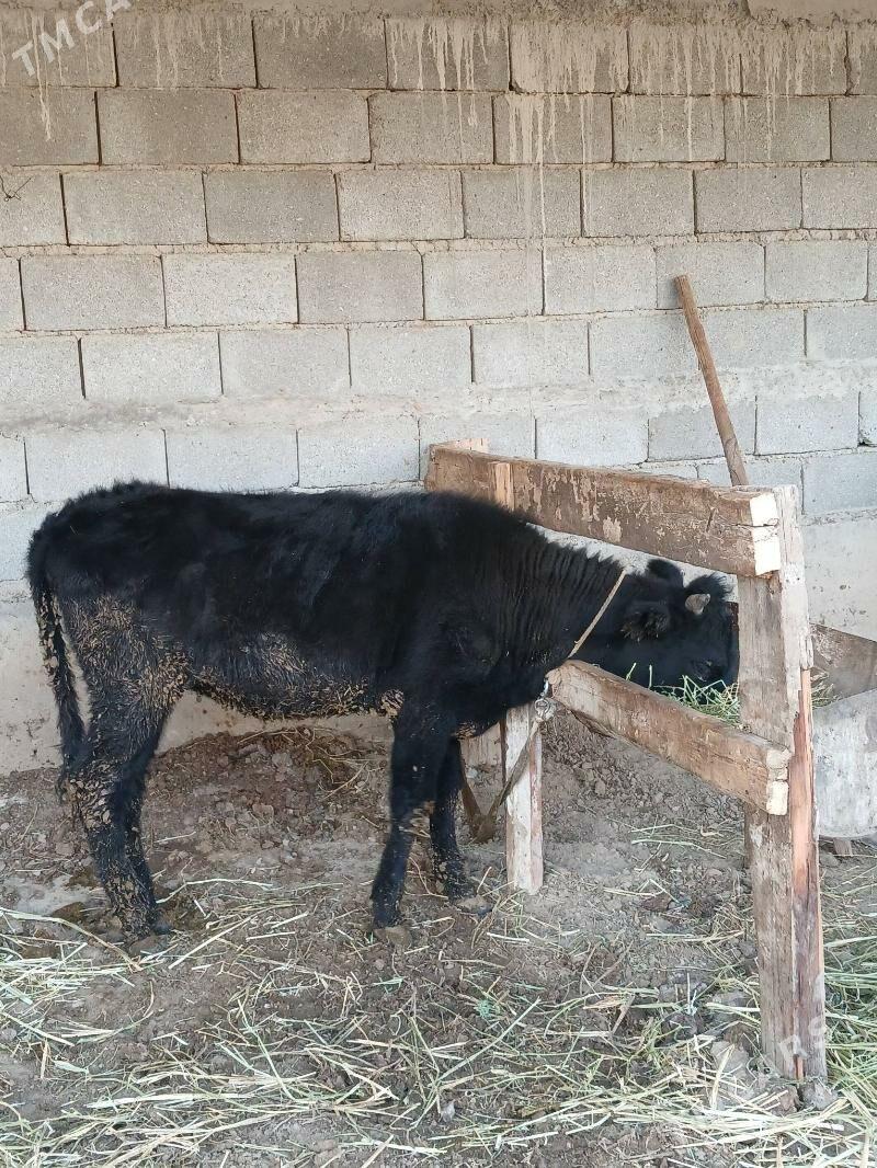 Tuwe - Gökdepe - img 2