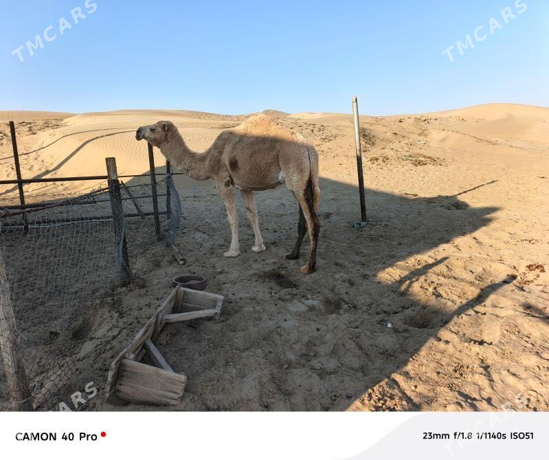 duye - Гумдаг - img 2