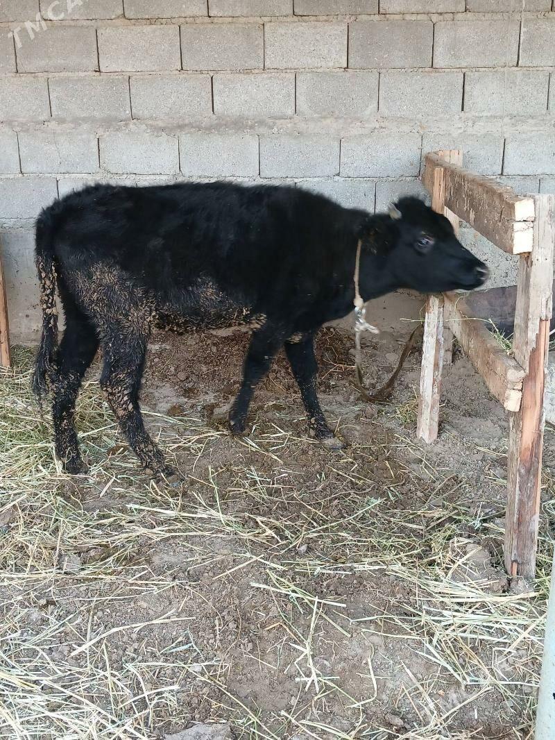 Tuwe - Gökdepe - img 1