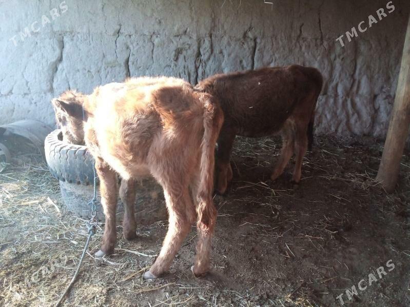 höjekler - Чарджоу - img 4