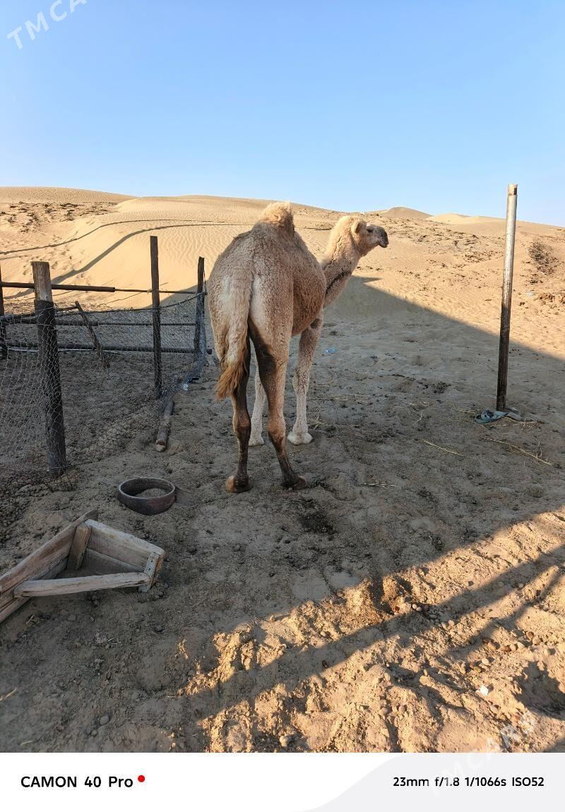 duye - Гумдаг - img 1