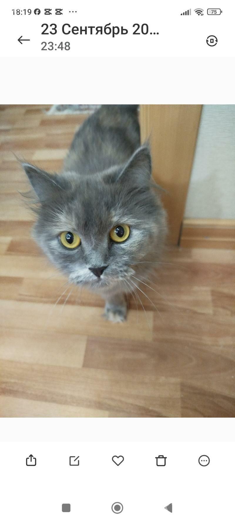 Отдам кошку в добрые руки - Aşgabat - img 2