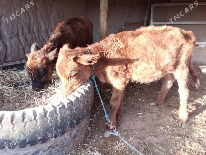 höjekler - Чарджоу - img 1